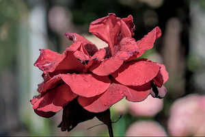 rosa centifolia 2024.14 dt (d700)