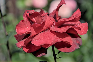 rosa centifolia 2024.15 dt (d700)