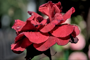 rosa centifolia 2024.16 dt (d700)