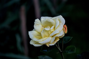 rosa centifolia 2024.17 dt (d700)