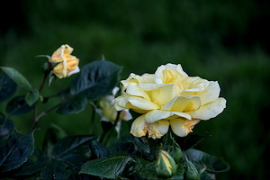 rosa centifolia 2024.18 dt (d700)