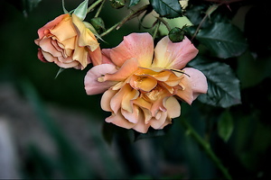 rosa centifolia 2024.19 dt (d700)