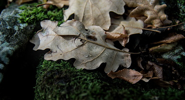 leaves and water drops 2024.01 dt