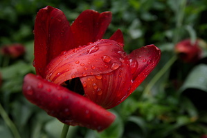 la tulipes 2025.18 dt