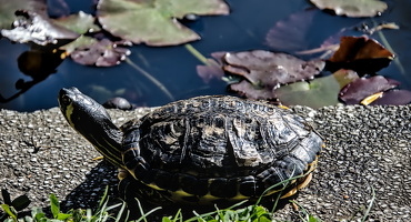 turtles 2025.01 dt