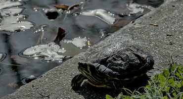 turtles 2025.02 dt