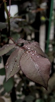 water drops.2025.02 dt
