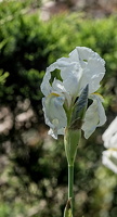 iris aphilae 2025.05 dt