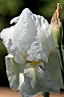 iris aphilae 2025.06 dt