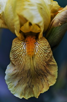 iris aphilae 2025.21 dt