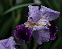 iris aphilae 2025.25 dt