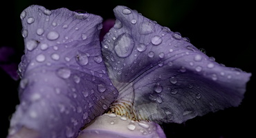 iris aphilae 2025.30 dt