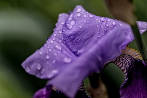 iris aphilae 2025.32 dt