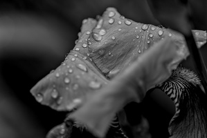 iris aphilae 2025.32 dt bw