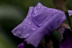 iris aphilae 2025.33 dt