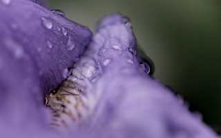 iris aphilae 2025.35 dt