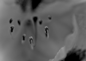 rhododendron 2025.01 dt bw