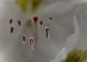 rhododendron 2025.01 dt