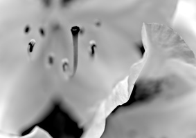 rhododendron 2025.02 dt bw