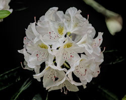 rhododendron 2025.03 dt