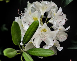 rhododendron 2025.04 dt