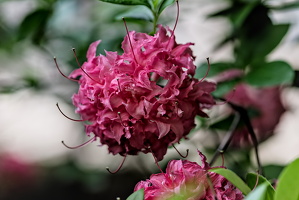 rhododendron 2025.07 dt