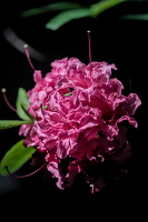 rhododendron 2025.08 dt