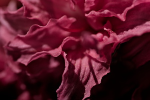 rhododendron 2025.09 dt