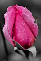 rosa centifolia 2025.06 dt bw (1)