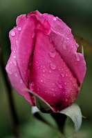 rosa centifolia 2025.06 dt