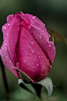 rosa centifolia 2025.07 dt