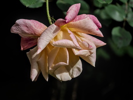 rosa centifolia 2025.09 dt