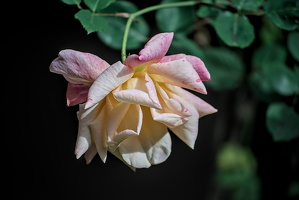rosa centifolia 2025.10 dt