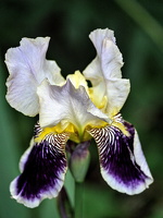iris aphilae 2025.38 dt