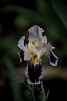 iris aphilae 2025.39 dt