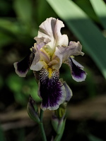 iris aphilae 2025.40 dt