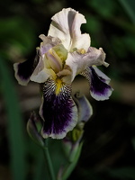 iris aphilae 2025.41 dt