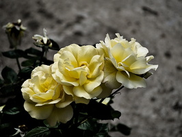 rosa centifolia 2025.21 dt