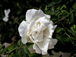 rosa centifolia 2025.20 dt