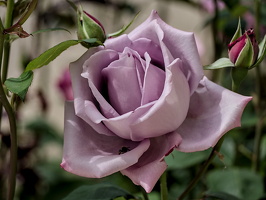 rosa centifolia 2025.18 dt