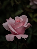 rosa centifolia 2025.17 dt