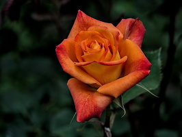 rosa centifolia 2025.15 dt