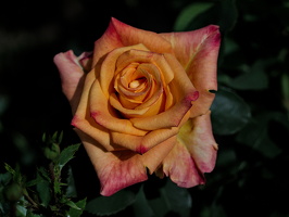 rosa centifolia 2025.14 dt