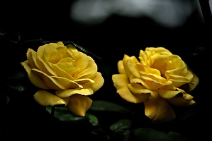 rosa centifolia 2025.12 dt