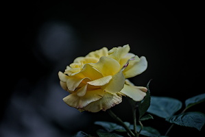 rosa centifolia 2025.11 dt