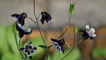 a flowers 2025.02 dt