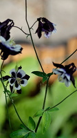 a flowers 2025.01 dt