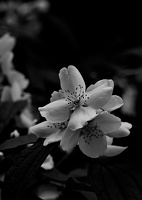 philadelphus  2025.02 dt bw