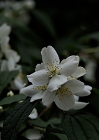 philadelphus  2025.02 dt