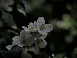 philadelphus  2025.01 dt (2)